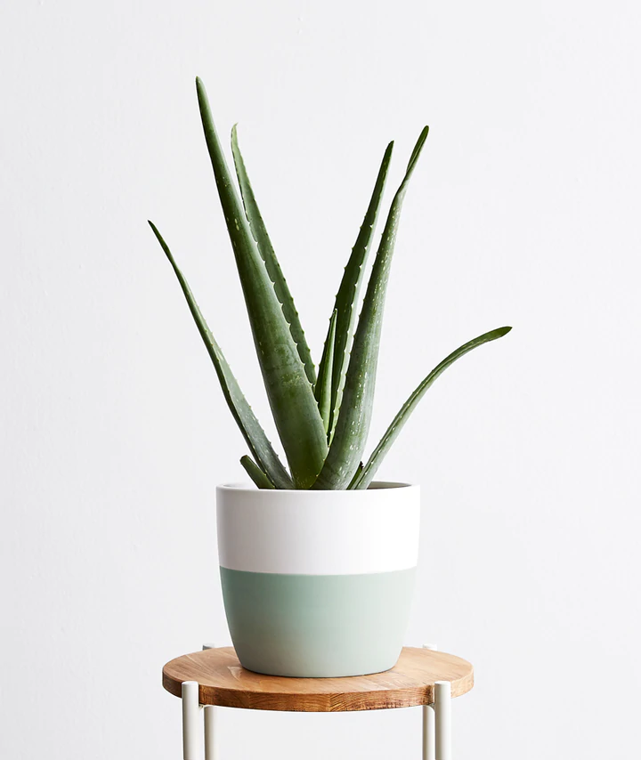 Aloe