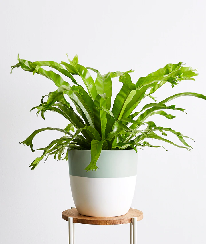 Bird's Nest Fern