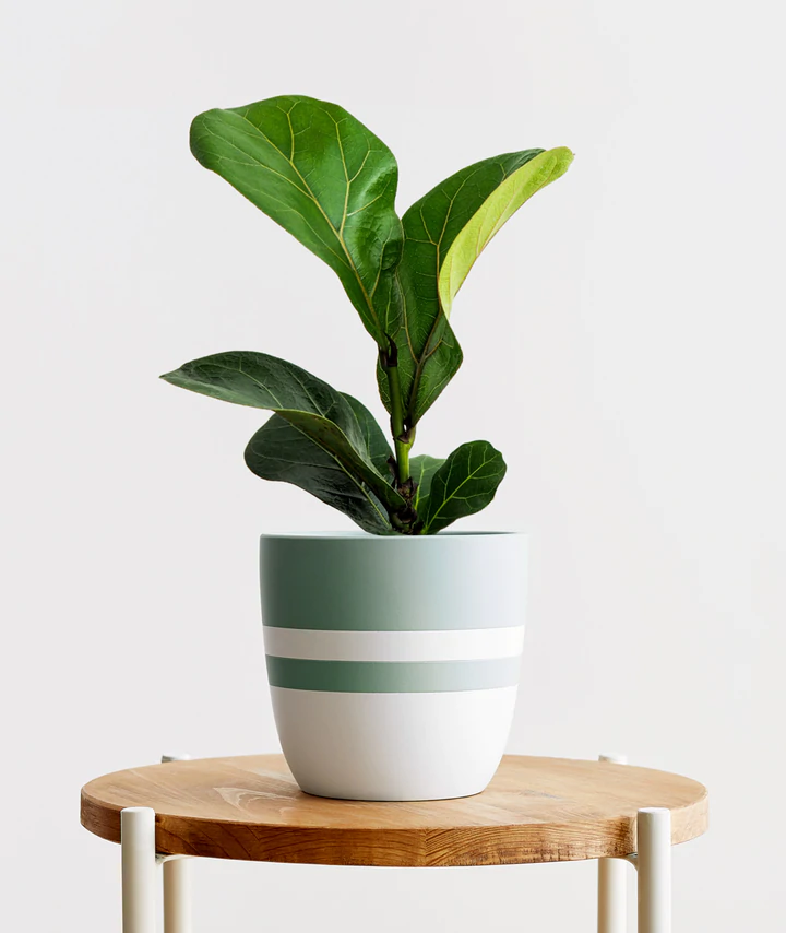 Fiddle-Leaf Fig
