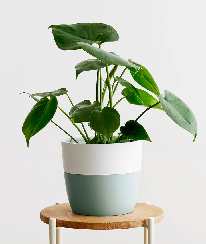 Monstera