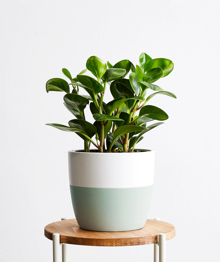Peperomia
