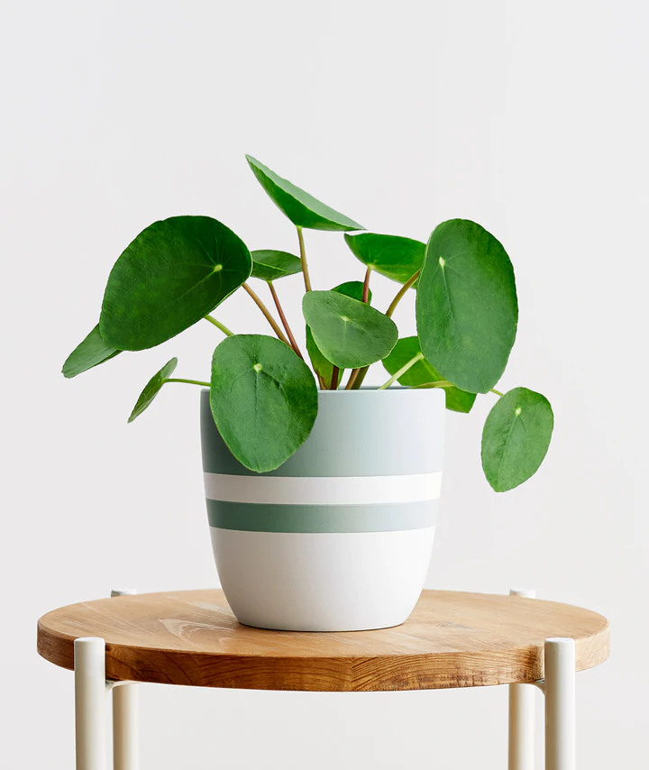Pilea
