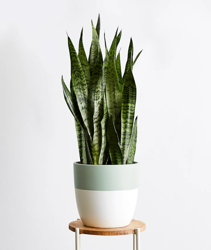 Snake Plant