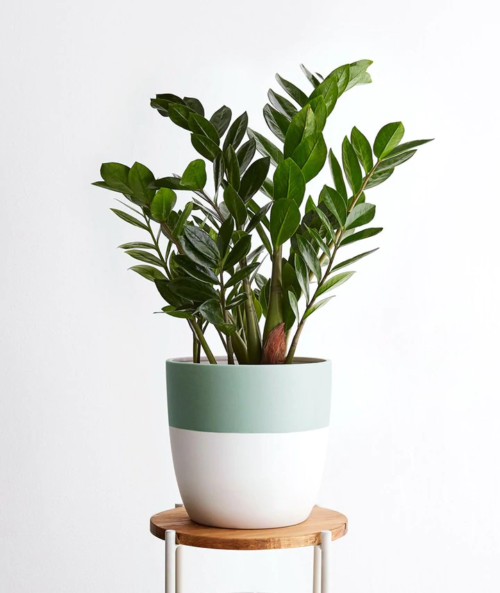 ZZ Plant
